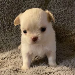 Girl 1 - Cream female Chihuahua puppy in Chino Valley, Arizona from Lane’s Little Longhairs