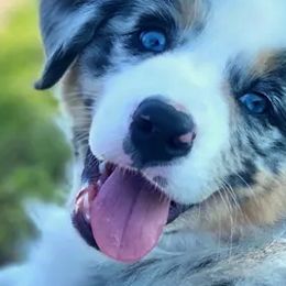 Australian Shepherds from Oak Tree Aussie Farms