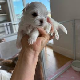Boy 1 - White male Maltese puppy in Hernando Beach, Florida from Minipupps