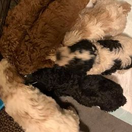 Bearded Retriever, Goldendoodle, and Labradoodle Puppies from Mimi’s Oodles of Doodles