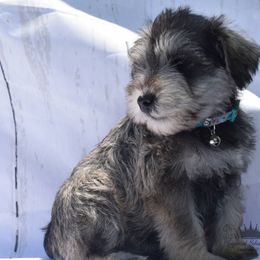 Girl 2 - Salt and pepper Miniature Schnauzer puppy in Alabama from Imperial Schnauzers