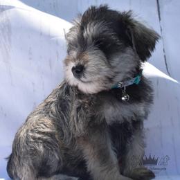Girl 2 - Salt and pepper Miniature Schnauzer puppy in Alabama from Imperial Schnauzers