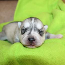 Orange - Gray and white male Siberian Husky puppy in Le Sueur, Minnesota from Tevana Siberians LLC