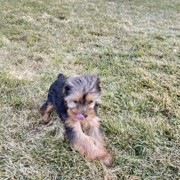 Yorkshire Terrier Puppies from Alvarado’s Yorkies