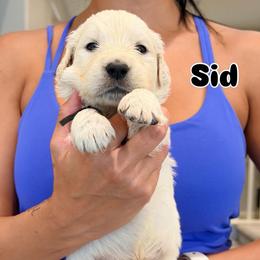 Sid - Light golden male Golden Retriever puppy in Las Vegas, Nevada from Robinson Retrievers