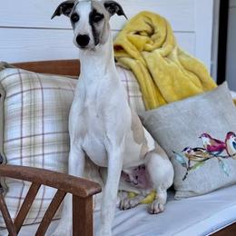 Callum - Fawn male Whippet puppy in Sugar Valley, Georgia from Pinnacle Farm and Kennel