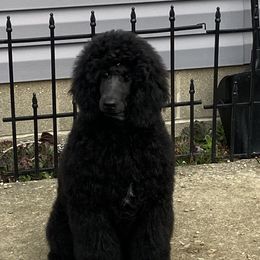 Poodles from Fierce Standard Poodles