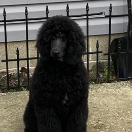 Poodles from Fierce Standard Poodles