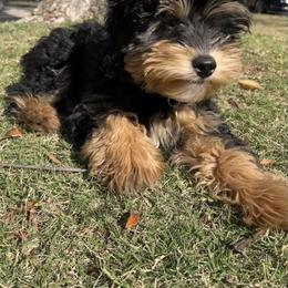 Cavapoo, Pyredoodle, and Sheepadoodle Puppies from Davis Family Doodles