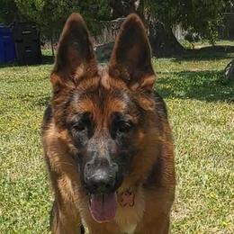 German Shepherd and Golden Retriever Puppies from Abbeys Golden Retriever  and German Shepherd Puppies