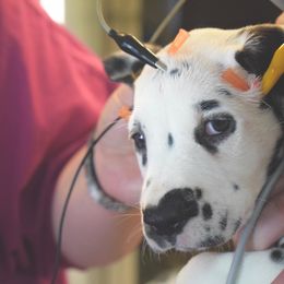 Dalmatian Puppies from Sublime Dalmatians