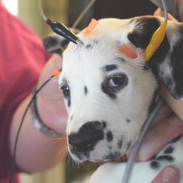 Dalmatian Puppies from Sublime Dalmatians