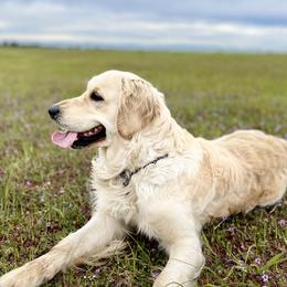 Kona - Golden Retriever
