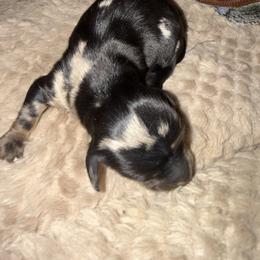 Sterling - Dapple male Dachshund puppy in Connersville, Indiana from MoonShine Babies