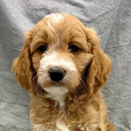 Yellow Girl - Red  female Goldendoodle puppy in Travelers Rest, South Carolina from Bailey Mountain Doodles