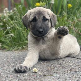 Anatolian Shepherd Dog Puppies from Wild Rooster Family Farm – AKC Anatolian Shepherd Breeder, OFA Health Tested