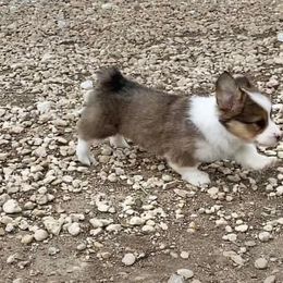 Pembroke Welsh Corgi Puppies from Campbell Ranch Corgis