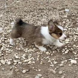 Pembroke Welsh Corgi Puppies from Campbell Ranch Corgis
