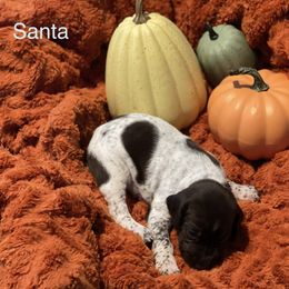 Santa - Liver and white German Shorthaired Pointer puppy in Weeki Wachee, Florida from River Ridge GSP