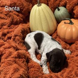 Santa - Liver and white German Shorthaired Pointer puppy in Weeki Wachee, Florida from River Ridge GSP