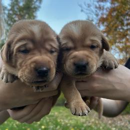 Girl 1 - Yellow female Labrador Retriever puppy in Eleva, Wisconsin from Dan's Labrador Retrievers