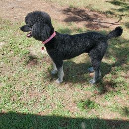 Farrah - Poodle