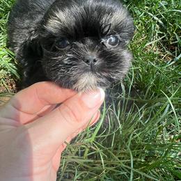 Alice - Black and white female Shih Tzu puppy in Tenino, Washington from Fantasy Realm Shih Tzus