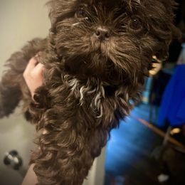 Junior - Liver male Shih Tzu puppy in Garland, Texas from Bibi’s Exclusive Shih Tzus