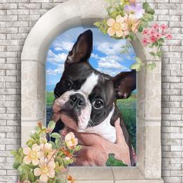 Moonie - Boston Terrier