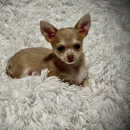 Boston Terrier and Chihuahua Puppies from Itty Bitty Boston & Chi Co