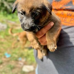 Imara - Sable female Working Dog Cross puppy in Sheridan, Arkansas from Dark Sky Kennels