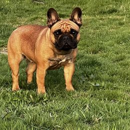 French Bulldog All Grown Up from Phoenix Rising