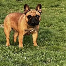 French Bulldog All Grown Up from Phoenix Rising