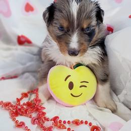 Onyx (black) - Blue merle male Australian Shepherd puppy in Okeechobee, Florida from Rothsolid Puppies