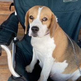 Beagles from Tammie Neville's Beagles