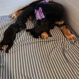 Pup 2 - Black and tan female Cocker Spaniel puppy in Renton, Washington from Cam’s Cockers