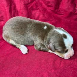 Nova - Red tri female Miniature Australian Shepherd puppy in Alabama from SBA Aussies