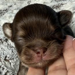 Bean - Chocolate and tan male Chihuahua puppy in Citrus Heights, California from Golden State Chihuahuas