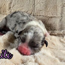 Sprite - Blue merle female Australian Shepherd puppy in Albion, Michigan from Northern Lights Aussies (NL Aussies)