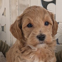 SM3 - Sugars Male 3 - Red sable Havapoo puppy in Burlington, Iowa from River View Puppies