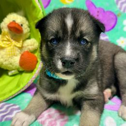 AKC Flopsy - Agouti and white female Siberian Husky puppy in Centreville, Maryland from Huskies By the Bay