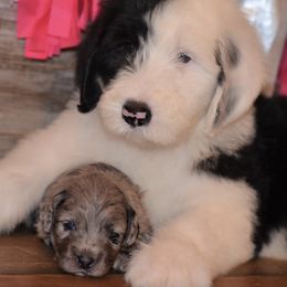 Goldendoodles and Sheepadoodles from Northwood Doodles