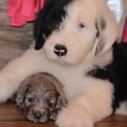 Goldendoodles and Sheepadoodles from Northwood Doodles