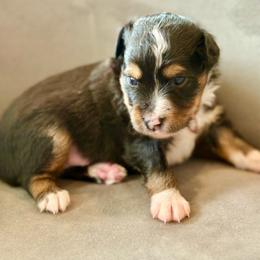 Carson - Black tri male Toy Australian Shepherd puppy in Bixby, Oklahoma from Roeboat Aussies