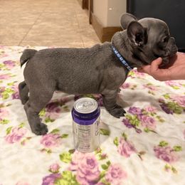 Blue collar boy - Blue male French Bulldog puppy in Russell, Kansas from Fluffity Frenchies