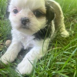 Girl 1 - Sable and white female Shih Tzu puppy in Tenino, Washington from Fantasy Realm Shih Tzus