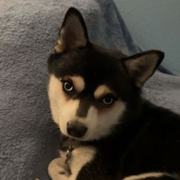 Little Man - Black and white male Alaskan Klee Kai puppy in Palm Harbor, Florida from Klee Kai Breeders with Love