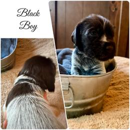 Ranger - Brown and gray male Wirehaired Pointing Griffon puppy in California from Rocking S Griffons