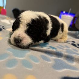 Goldendoodle and Poodle Puppies from Southern Stroll Poodles & Doodles