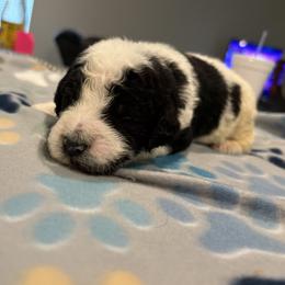 Goldendoodle and Poodle Puppies from Southern Stroll Poodles & Doodles